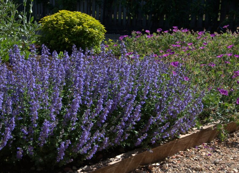 KATŽOLĖ FASENO ''PURRSIAN BLUE'' C2