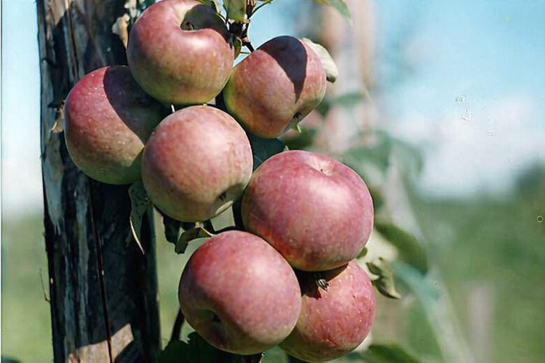 Obelis ''Noris'', žieminė (vazone)