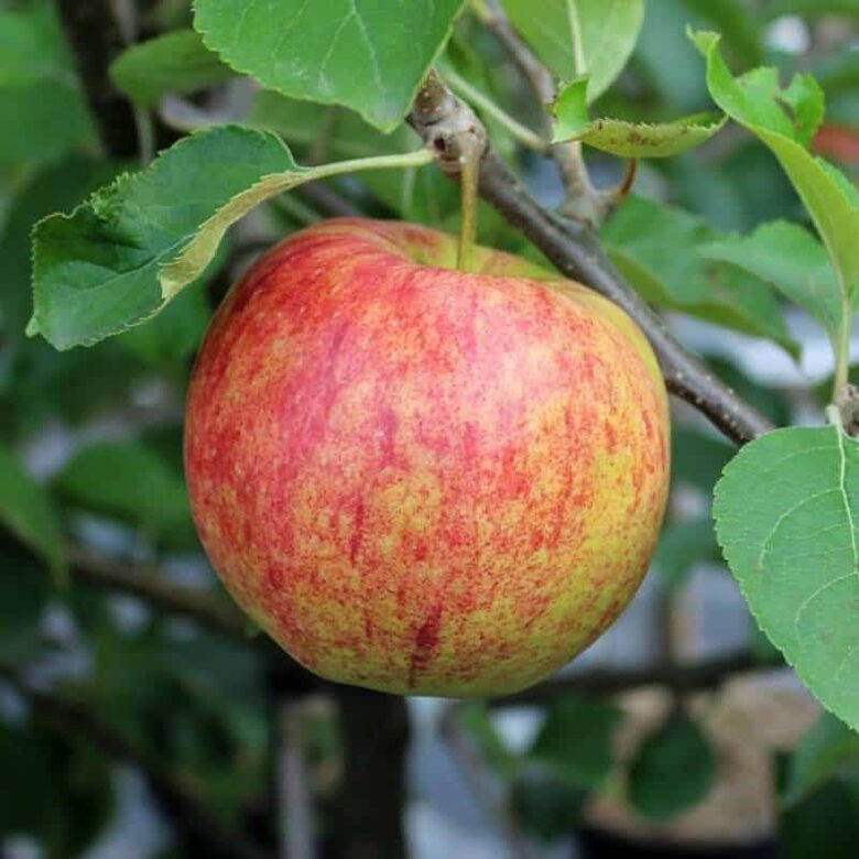 Obelis ‘Jonagold’ (vazone) vėlyva rudeninė veislė