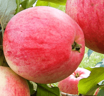 ''Skaistis'' žieminė, vazone