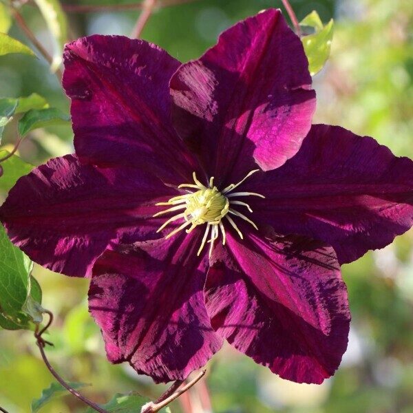 RAGANĖ ''WARSZAWSKA NIKE''