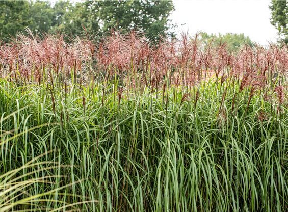 Miskantas ‘Rotsilber’ C3