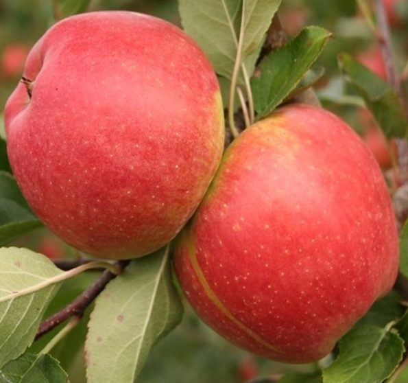 Žieminė obelis ''Šampion'' vazone