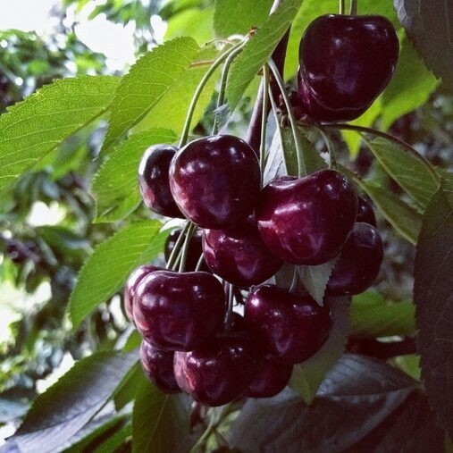 Trešnė ‘Staccato’ savidulkė,vazone