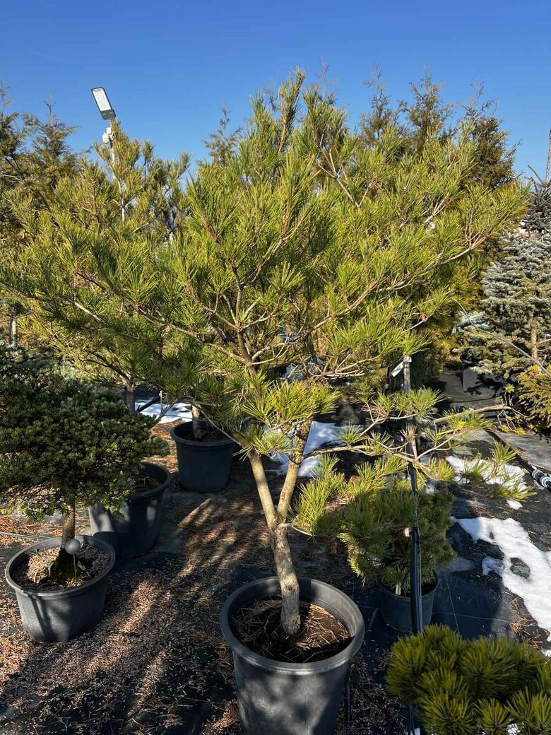 Pušis gausiažiedė "ALICE WERKADE"