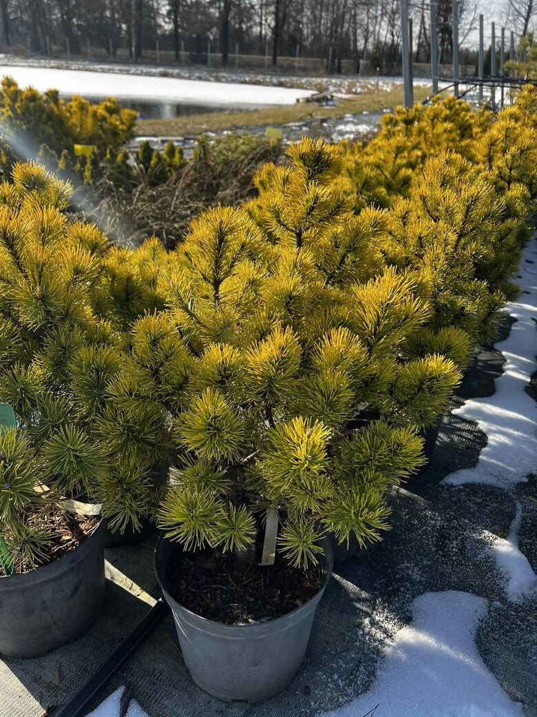 PUŠIS KALNINĖ 'OPHIR'