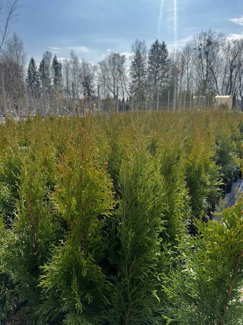 Tuja vakarinė  ‘Smaragd’