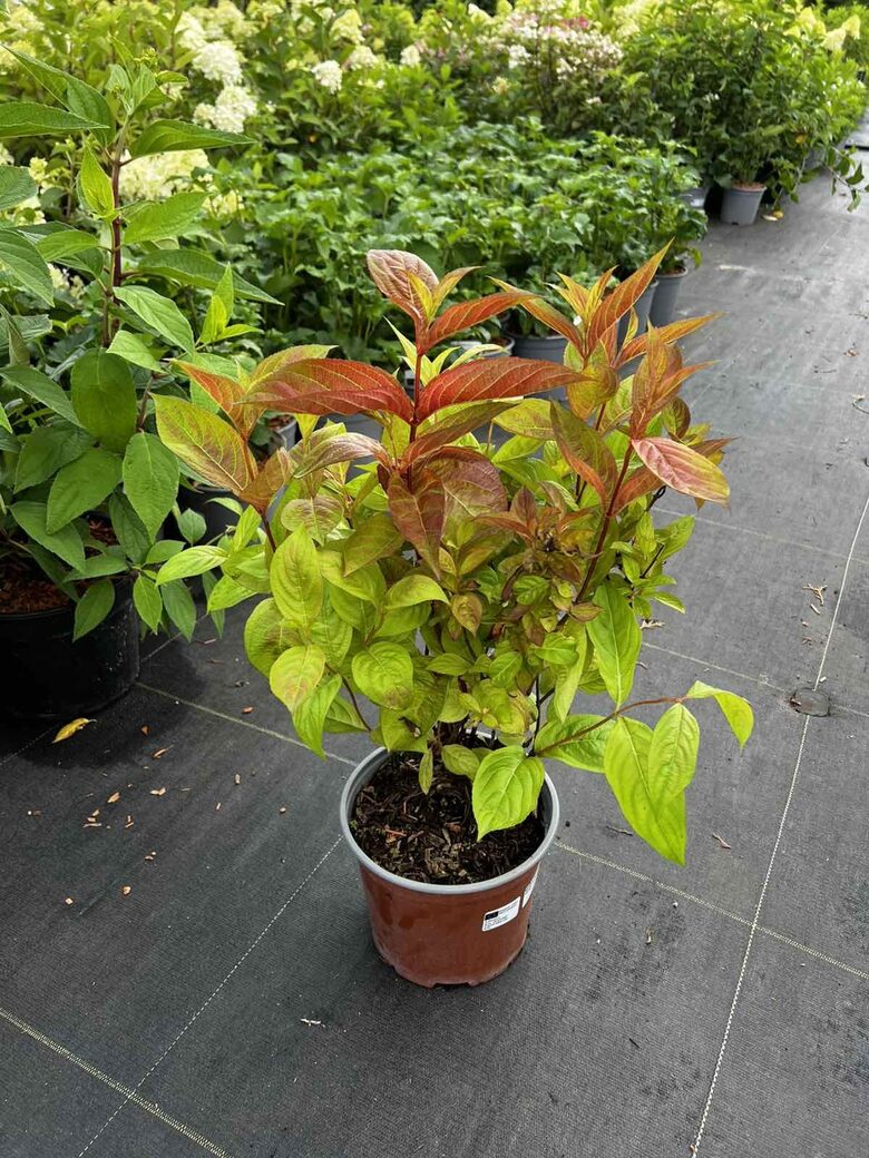 VEIGĖLĖ FLORIDA 'WINGS OF FIRE' C3