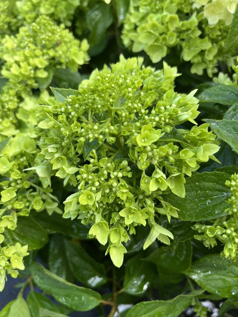 HORTENZIJA LIVING LITTLE APPLE C10