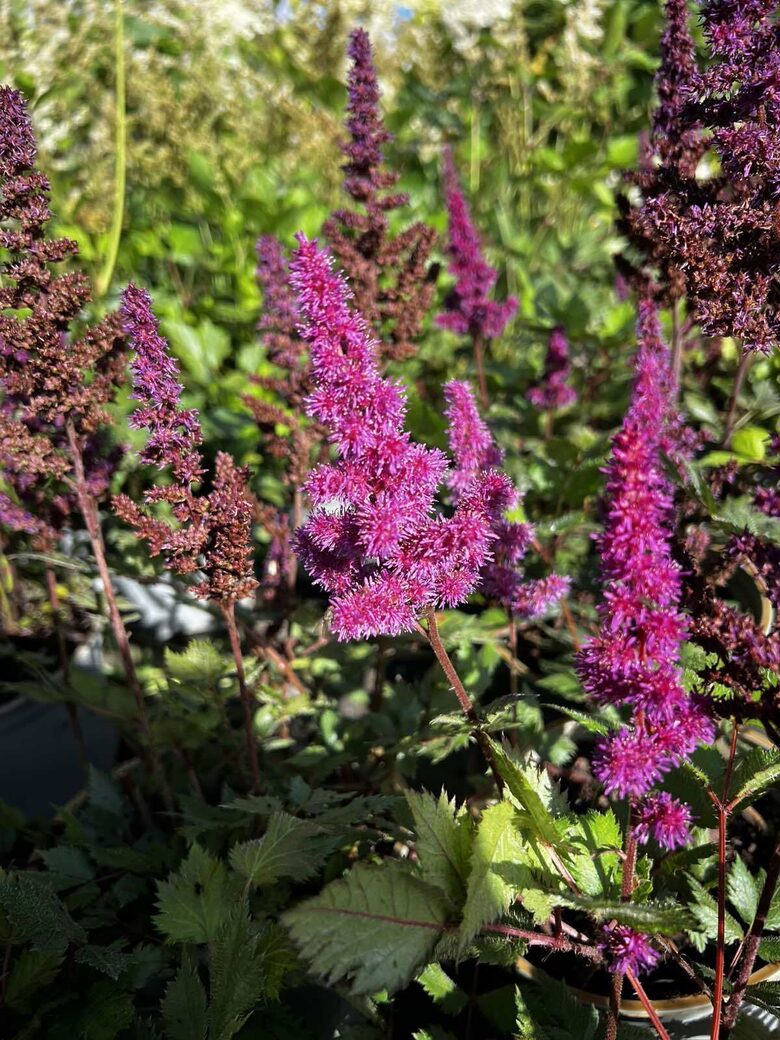 ASTILBE VISION IN PURPLE C2