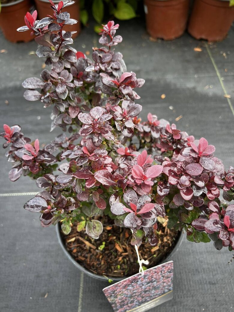 RAUGERŠKIS TUNBERGO 'CONCORDE' C3