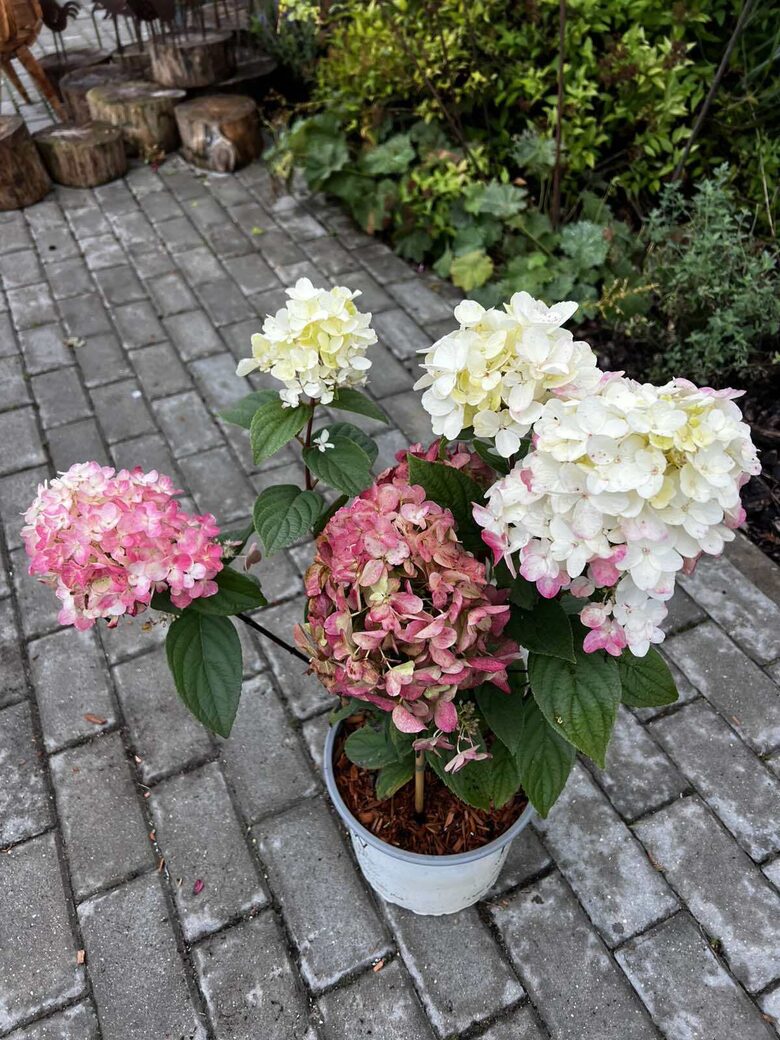 HORTENZIJA 'FIRE LIGHT' C5