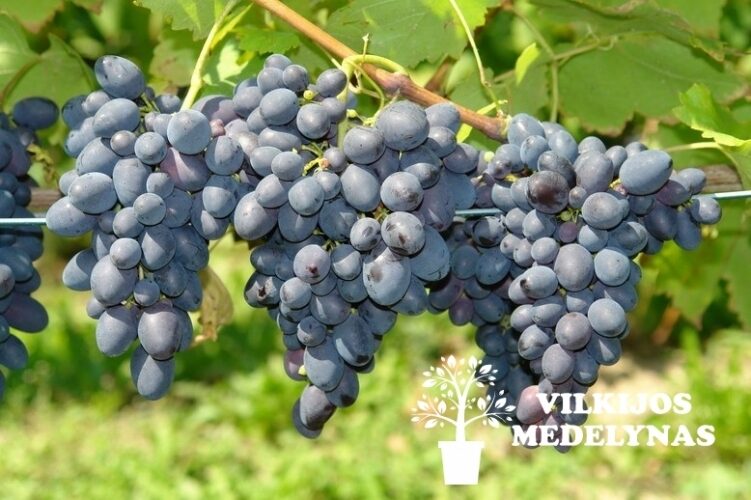 Vynuogė 'KODRIANKA' C2