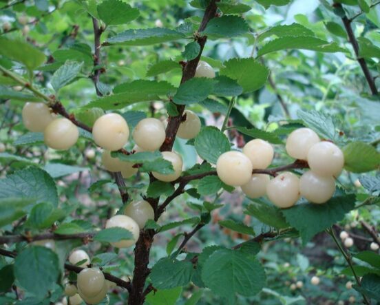 Pūkuota vyšnia ''White ninja'' vazone