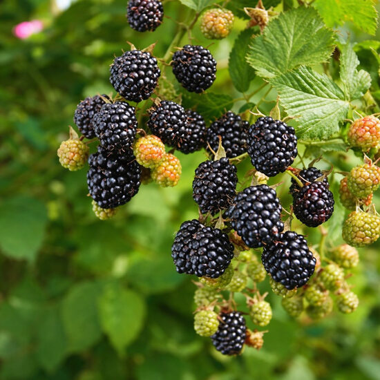 GERVUOGĖ BESPYGLĖ „Gloria“ (Glorniwa)