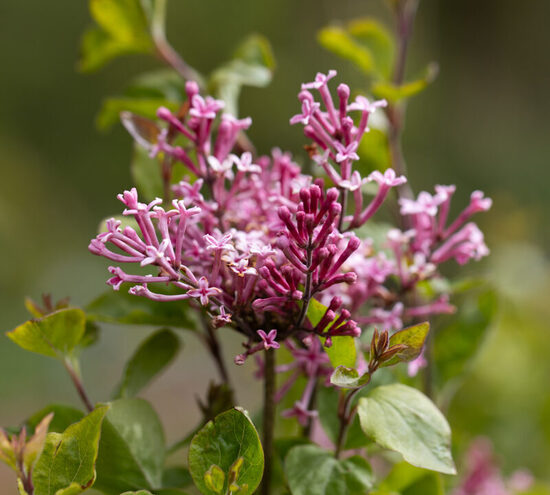 ALYVA BLOOMERANG 'PINK PERFUME' PBR C10