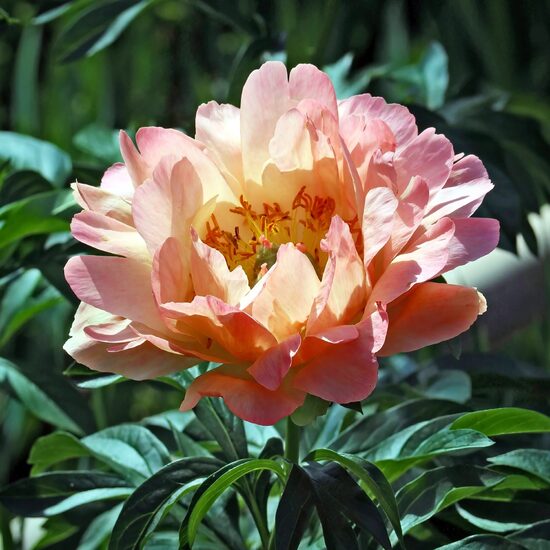 BIJŪNAS CANARY BRILLIANTS (ITOH GROUP)