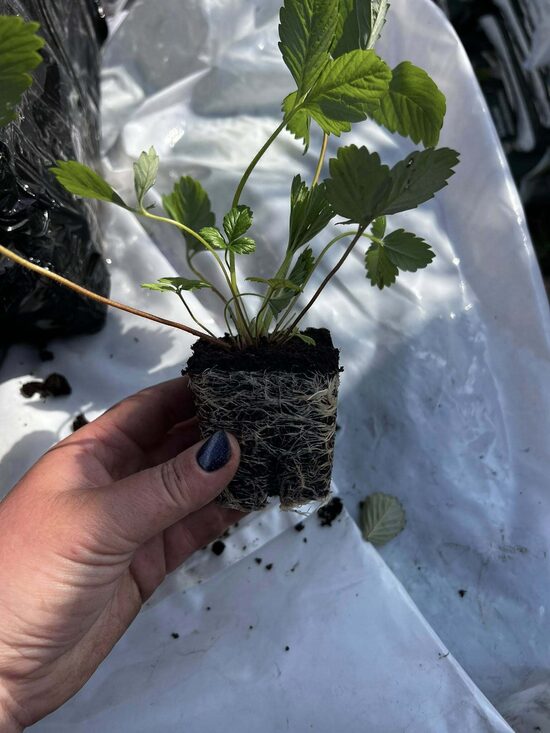 REMONTANTINĖ (BEŪSĖ) ŽEMUOGĖ ‘REGINA’