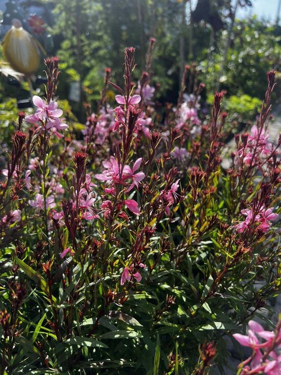 Gaura ‘Baby Butterfly® Dark Pink’ C1,5