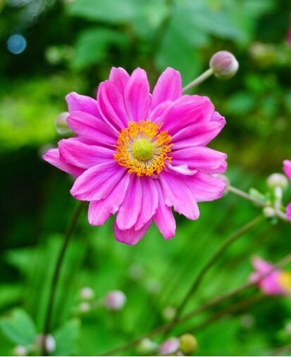 PLUKĖ JAPONINĖ 'PAMINA'