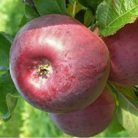 OBELIS KOLONINĖ 'ANITE' (RUDENINĖ) (vazone)