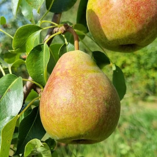 Kriaušė Alka (vasarinė) vazone