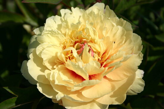 BIJŪNAS BARTZELLA (ITOH GROUP)