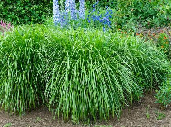 LENDRŪNAS KORĖJINIS