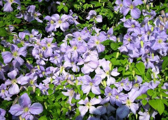 RAGANĖ 'Blekitny Aniol' (Blue Angel)