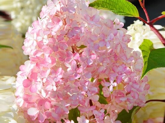 HORTENZIJA ŠLUOTELINĖ 'DIAMANTINO' (REN 101 PBR) C16