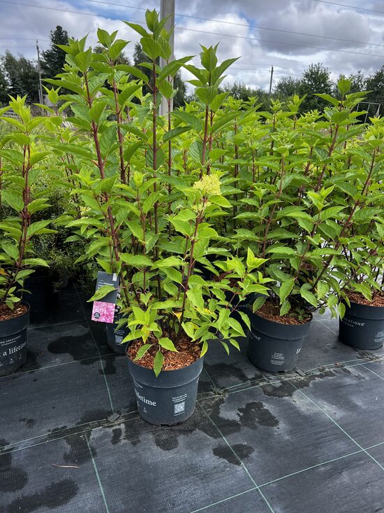 HORTENZIJA PINK & ROSE C10