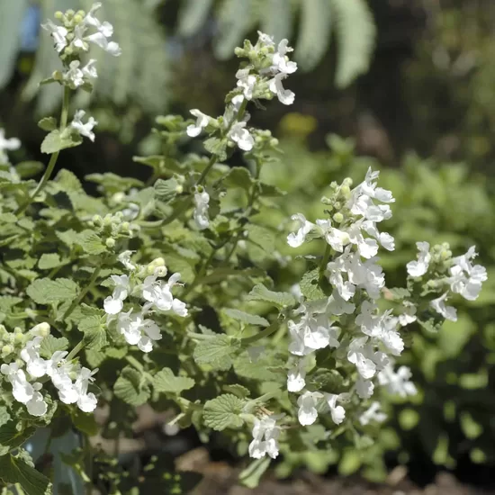 KEKINĖ KATŽOLĖ 'SNOWFLAKE' C2