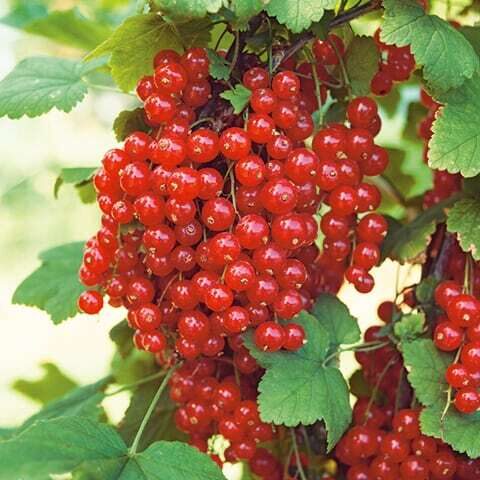 Serbentas raudonasis ‘ROLAN’ 