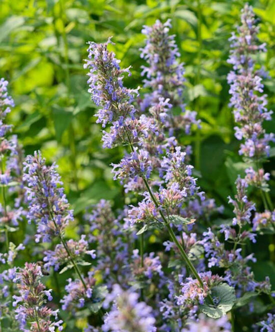 KATŽOLĖ DIDŽIAŽIEDĖ 'BRAMDEAN'  C2 