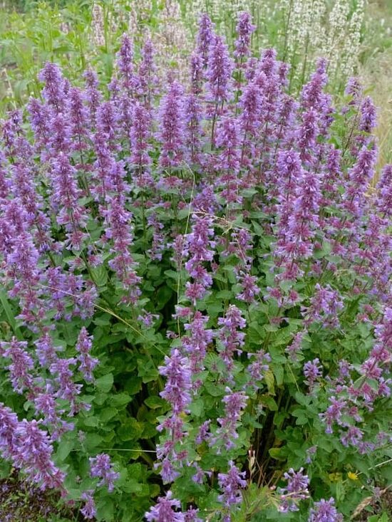 KATŽOLĖ 'BLUE DANUBE'