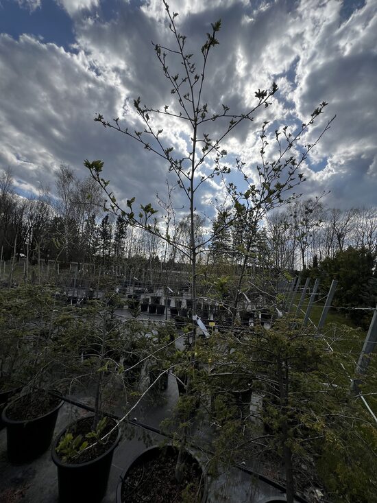 Valgomasis šermukšnis ''Granatnaja'' 300 cm