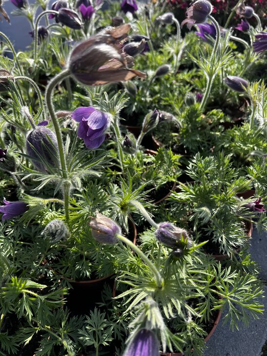 Šilagėlė violetinė 