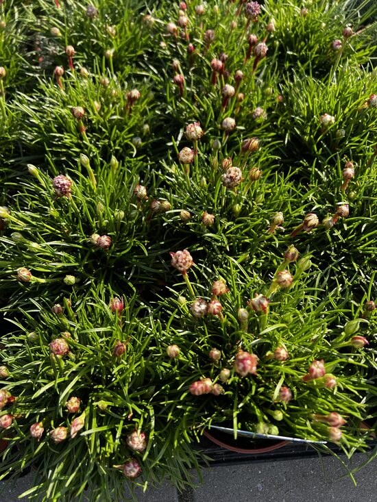 Pajūrinė gvaizdė rožinė  'Düsseldorfer stolz'