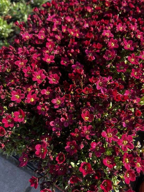 Uolaskėlė didesnė 