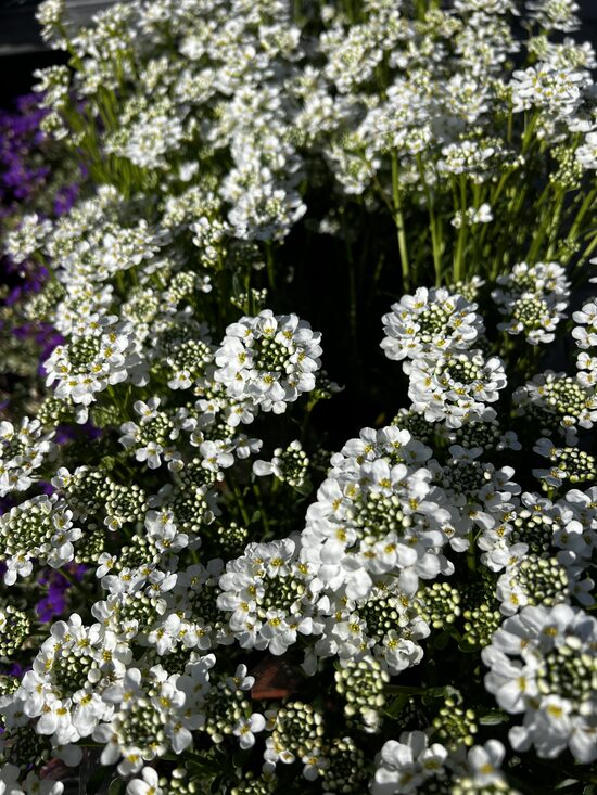 Kartusis iberis ‘Snowflake’
