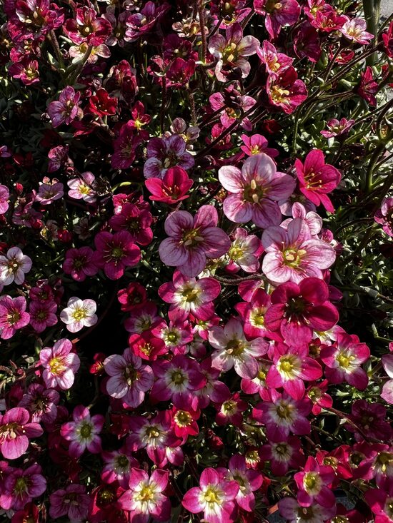 Uolaskėlė rožinė 