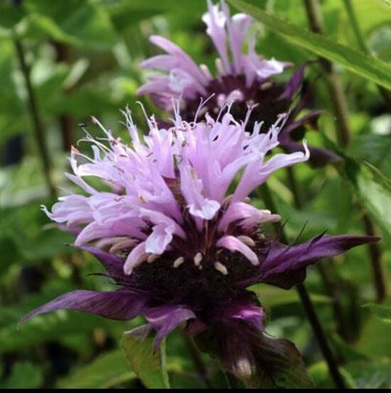 Monarda ‘Beauty of Cobham‘ C2