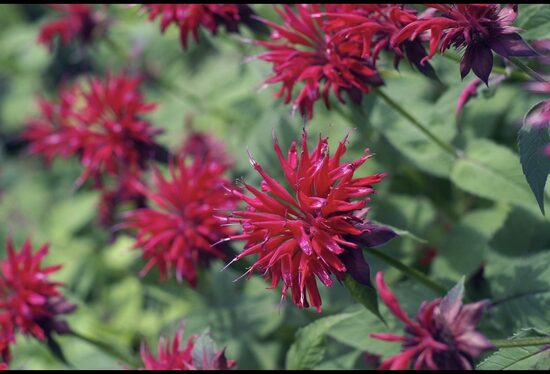 Monarda ‘Bee-Free’ PBR C2 