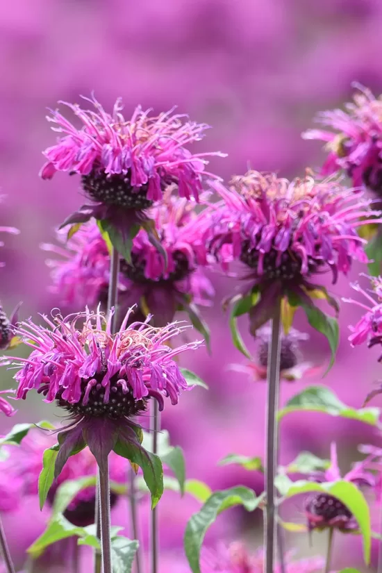 Monarda ‘Cranberry Lace’