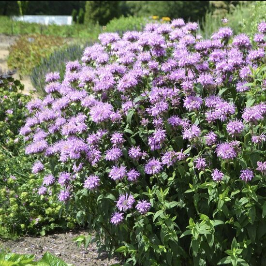 Monarda ‘Elsie’s Lavender’ C2