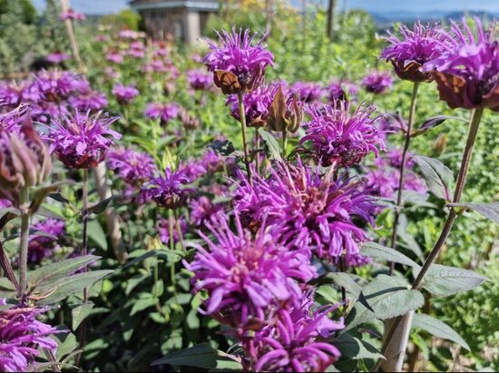 Monarda  ‘Tetraploid’ C2