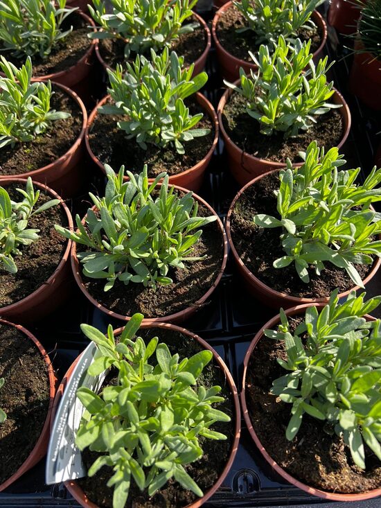 Tikroji levanda ‘Hidcote Blue’ 