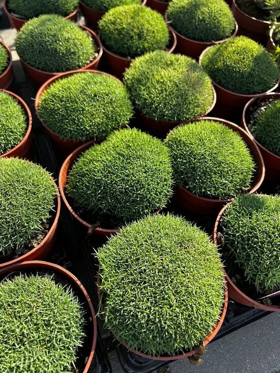 Smulkialapis gvazdikas/ Dianthus microlepis