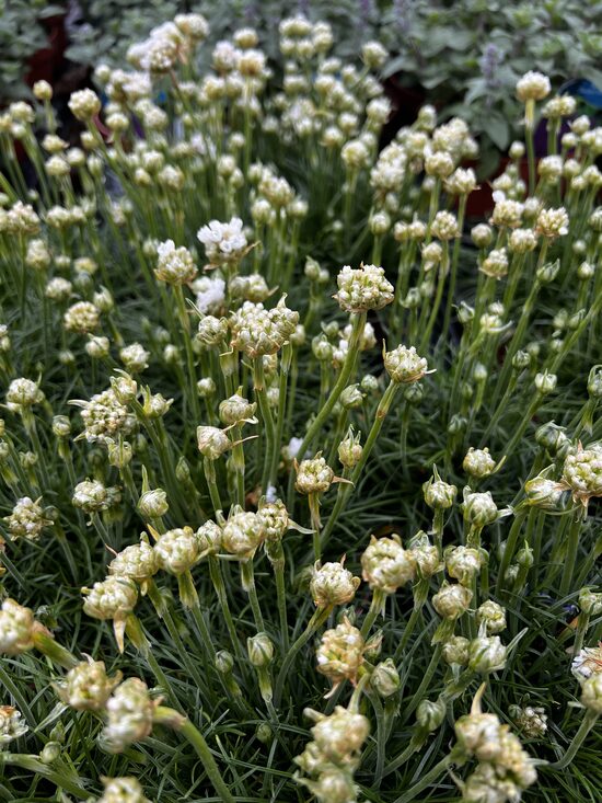 Pajūrinė gvaizdė balta 