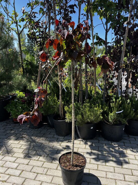 Lazdynas ‘Purple umbrella’ C12 120-140cm.